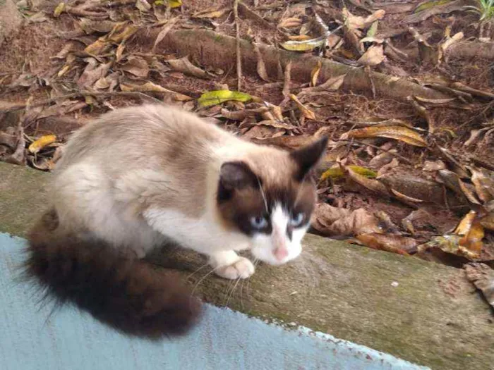 Gato ra a VIRA LATA idade 4 anos nome GATINHA