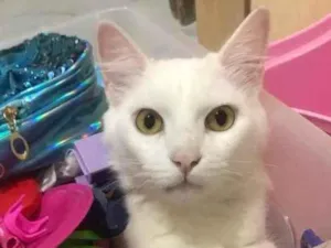 Gato raça Sem raça  idade 7 a 11 meses nome Gênia