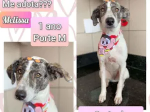 Cachorro raça SRD idade 7 a 11 meses nome Melissa