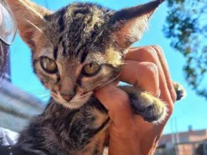 Gato raça Sem raça definida (SRD) idade  nome Sem nome