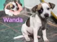 Wanda