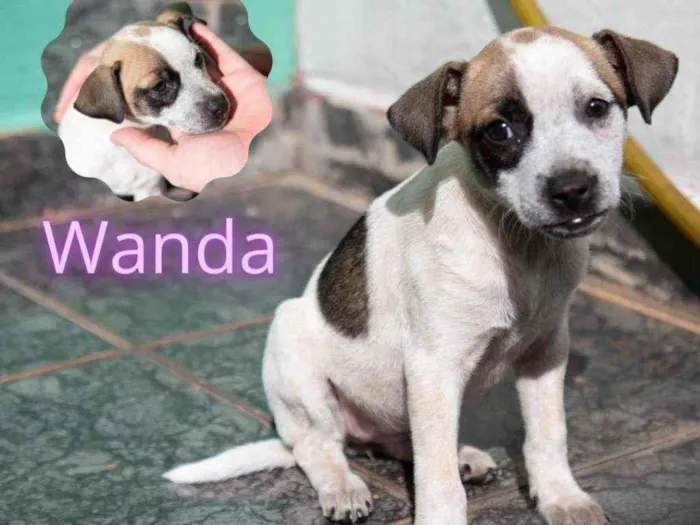 Cachorro ra a Vira-lata idade 2 a 6 meses nome Wanda