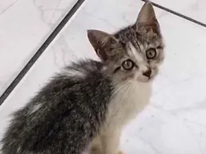 Gato raça Gato sem raça definida idade Abaixo de 2 meses nome Sem nome