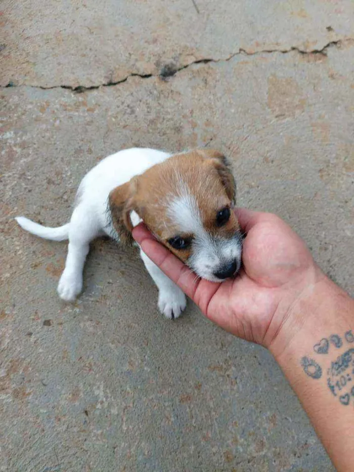 Cachorro ra a Misto (não sei o nome) idade Abaixo de 2 meses nome Filhotes (sem nome)