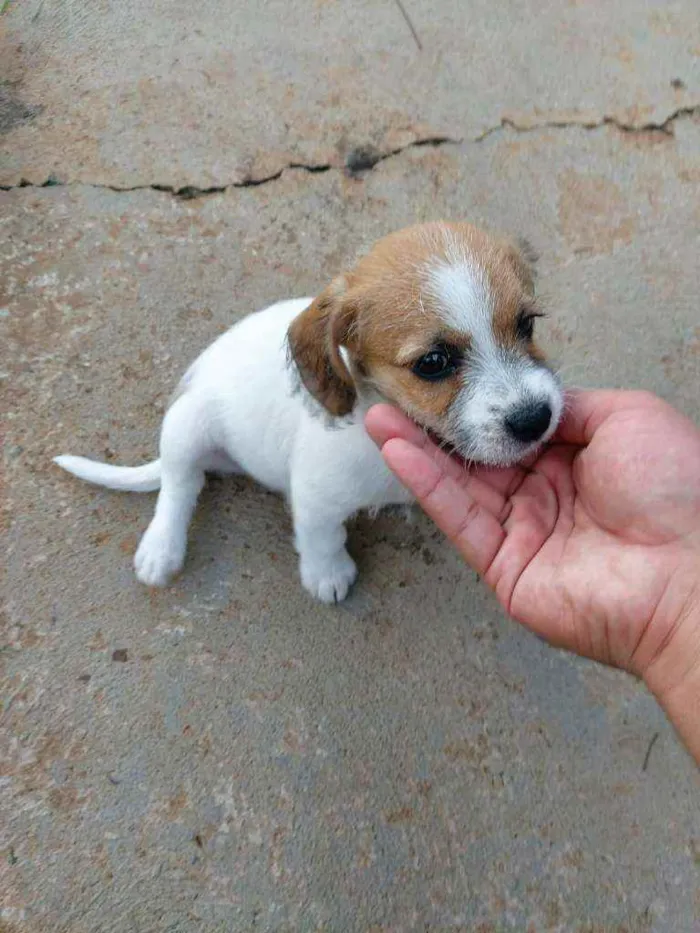 Cachorro ra a Misto (não sei o nome) idade Abaixo de 2 meses nome Filhotes (sem nome)