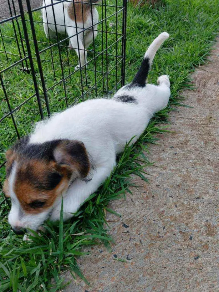 Cachorro ra a Misto (não sei o nome) idade Abaixo de 2 meses nome Filhotes (sem nome)