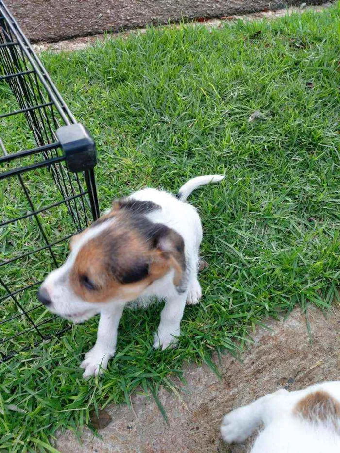 Cachorro ra a Misto (não sei o nome) idade Abaixo de 2 meses nome Filhotes (sem nome)