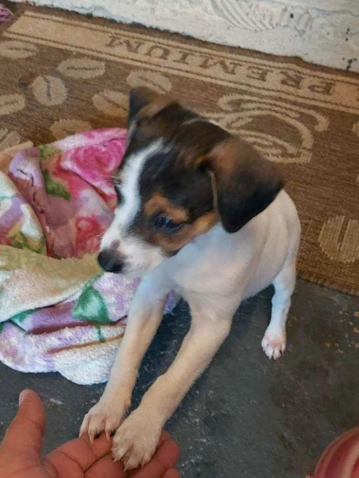 Cachorro ra a Misto (não sei o nome) idade Abaixo de 2 meses nome Filhotes (sem nome)