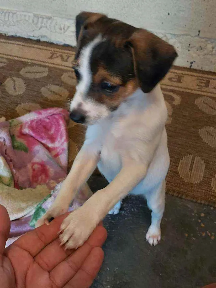 Cachorro ra a Misto (não sei o nome) idade Abaixo de 2 meses nome Filhotes (sem nome)