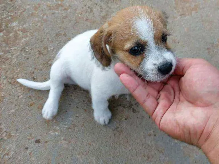 Cachorro ra a Misto (não sei o nome) idade Abaixo de 2 meses nome Filhotes (sem nome)