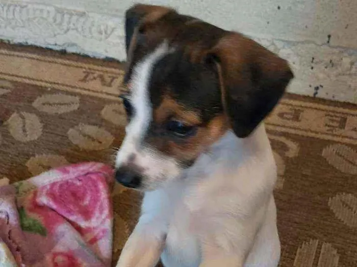 Cachorro ra a Misto (não sei o nome) idade Abaixo de 2 meses nome Filhotes (sem nome)