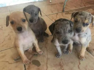 Cachorro raça SED idade Abaixo de 2 meses nome Filhotes