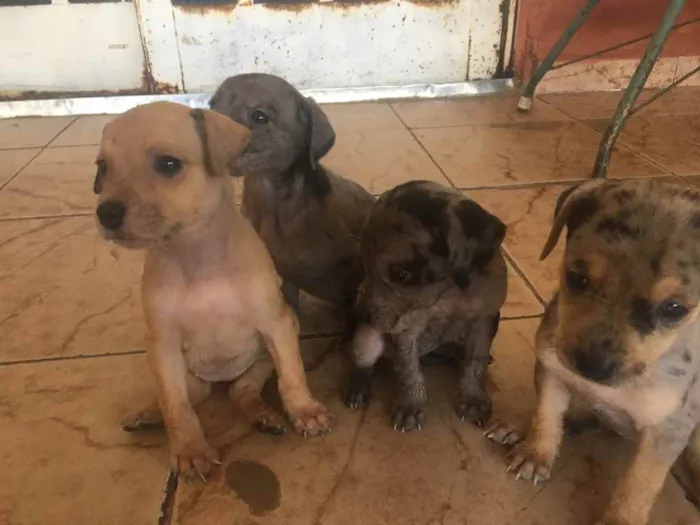 Cachorro ra a SED idade Abaixo de 2 meses nome Filhotes