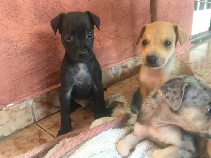 Cachorro ra a SED idade Abaixo de 2 meses nome Filhotes