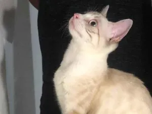 Gato raça Gato idade 2 a 6 meses nome Gato