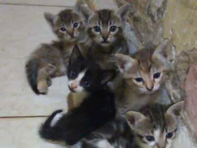 Gato ra a Frajolinha idade Abaixo de 2 meses nome Fígaro