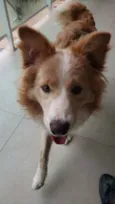 Hunter