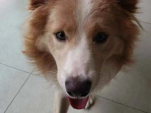 Cachorro ra a Border Collie idade 1 ano nome Hunter