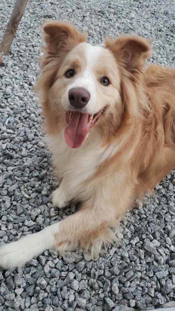 Cachorro ra a Border Collie idade 1 ano nome Hunter