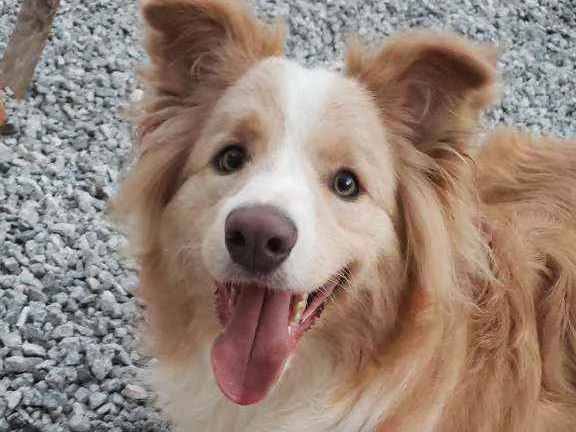Cachorro ra a Border Collie idade 1 ano nome Hunter