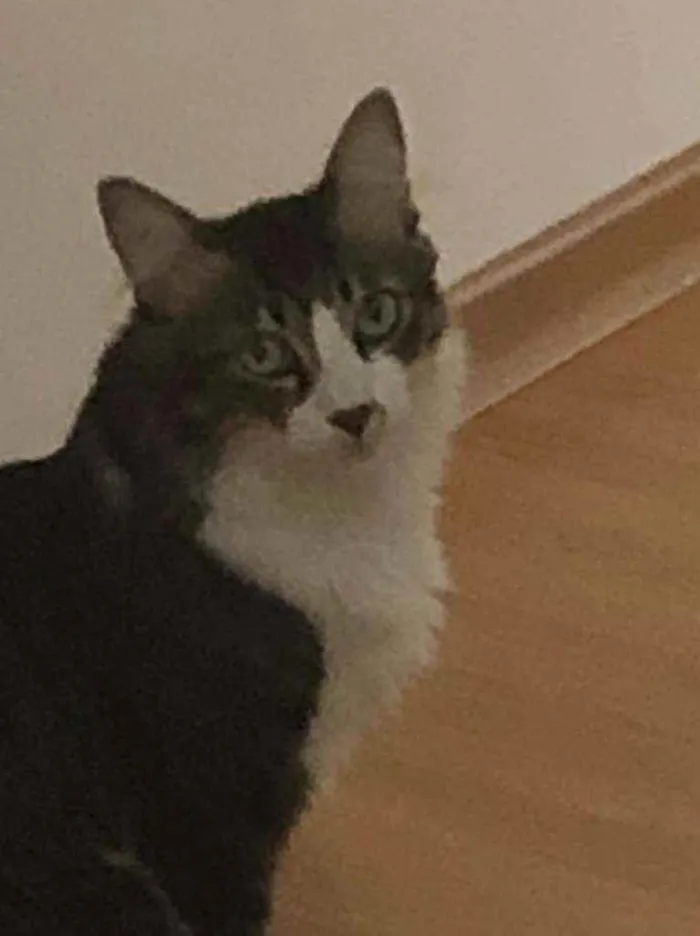 Gato ra a srd idade 2 anos nome ADOÇÃO