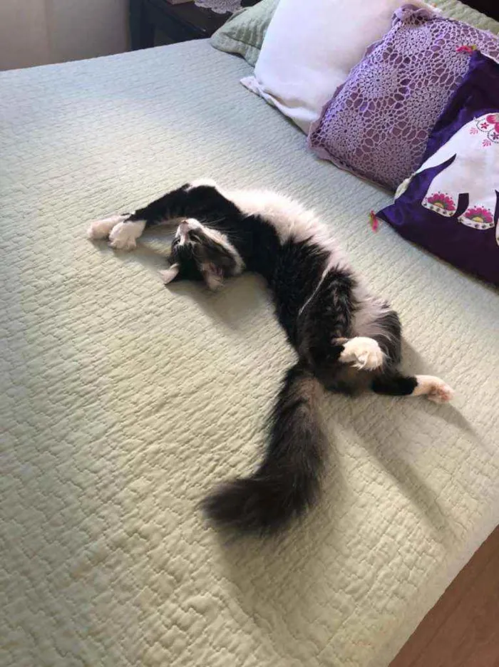Gato ra a srd idade 2 anos nome ADOÇÃO