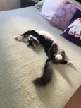 ADOÇÃO