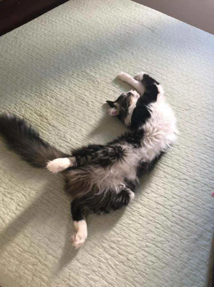 Gato ra a srd idade 2 anos nome ADOÇÃO