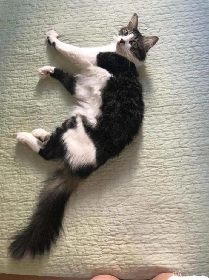 Gato ra a srd idade 2 anos nome ADOÇÃO