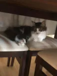 ADOÇÃO