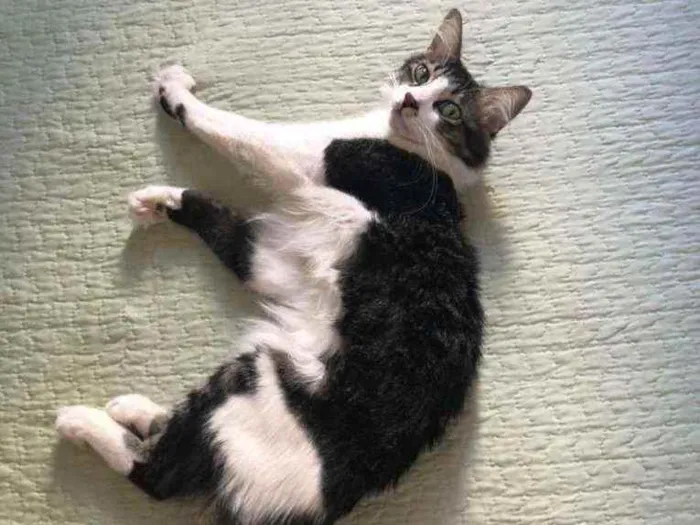 Gato ra a srd idade 2 anos nome ADOÇÃO