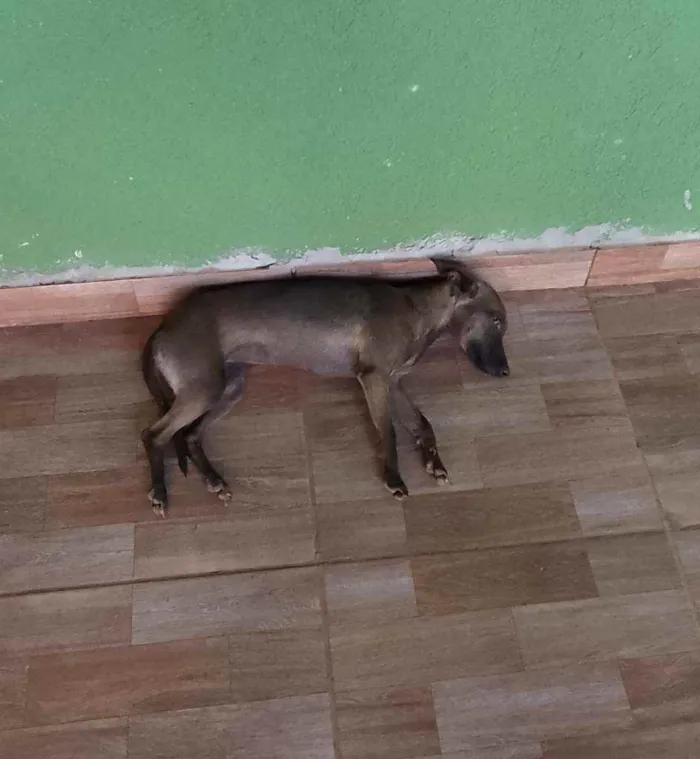 Cachorro ra a Pintchia misturado  idade 7 a 11 meses nome Polly 