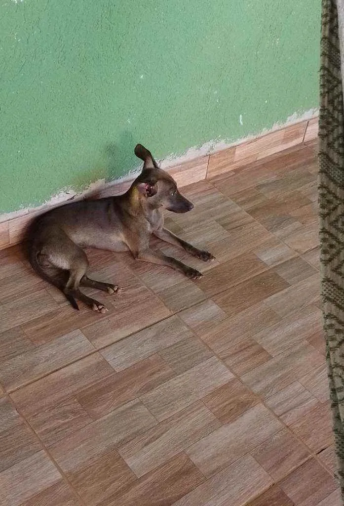 Cachorro ra a Pintchia misturado  idade 7 a 11 meses nome Polly 