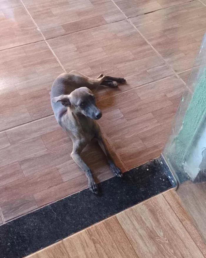 Cachorro ra a Pintchia misturado  idade 7 a 11 meses nome Polly 