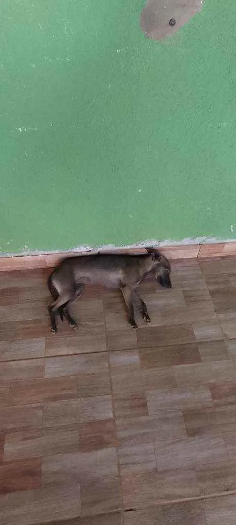 Cachorro ra a Pintchia misturado  idade 7 a 11 meses nome Polly 