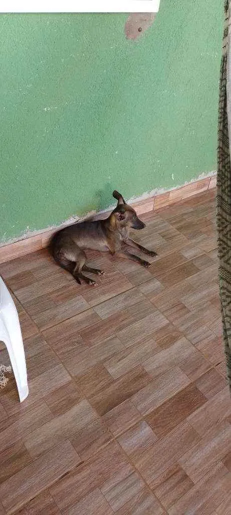 Cachorro ra a Pintchia misturado  idade 7 a 11 meses nome Polly 