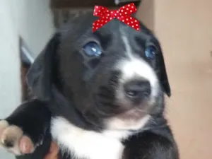 Cachorro raça Mestiça  idade 2 a 6 meses nome Bia 