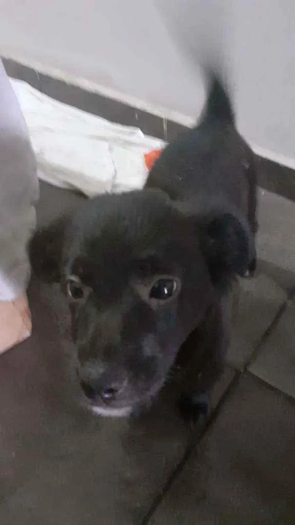 Cachorro ra a Vira lata idade 2 a 6 meses nome Não tem