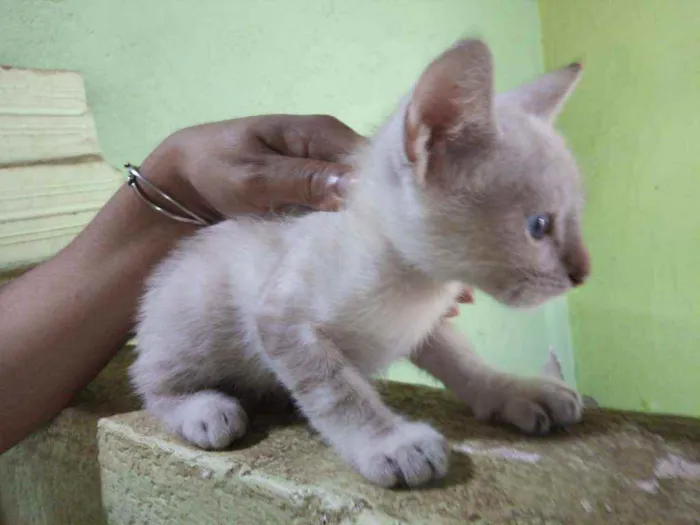 Gato ra a SRD  idade Abaixo de 2 meses nome Neve