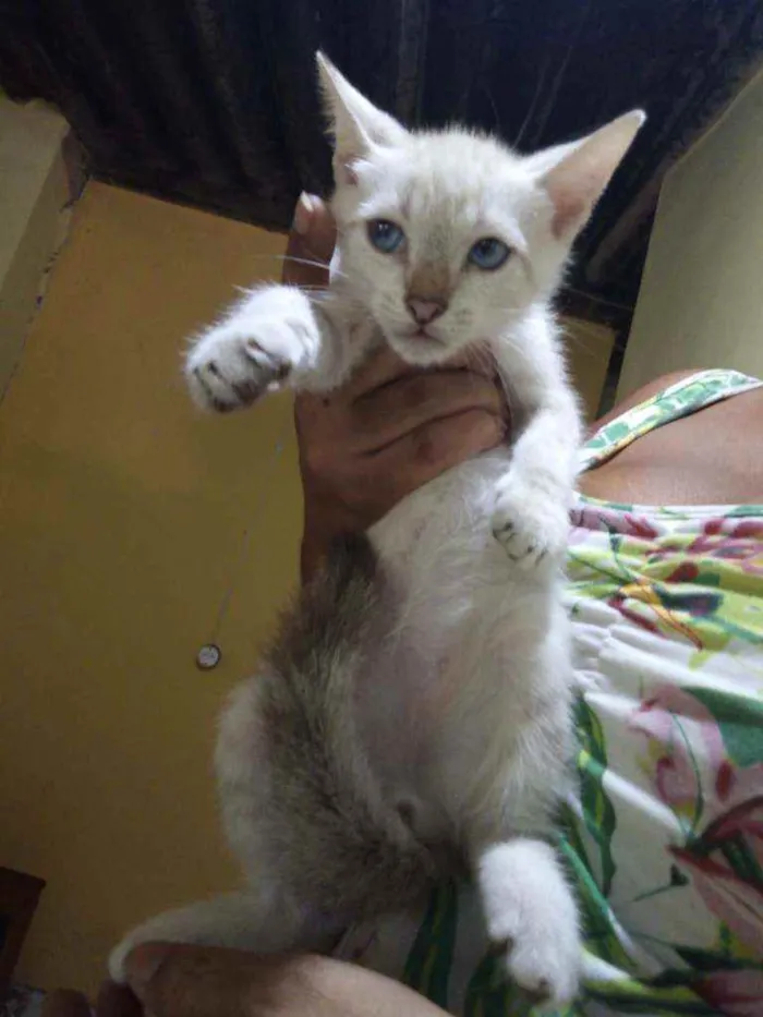 Gato ra a SRD  idade Abaixo de 2 meses nome Neve