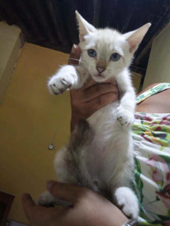 Gato ra a SRD  idade Abaixo de 2 meses nome Neve