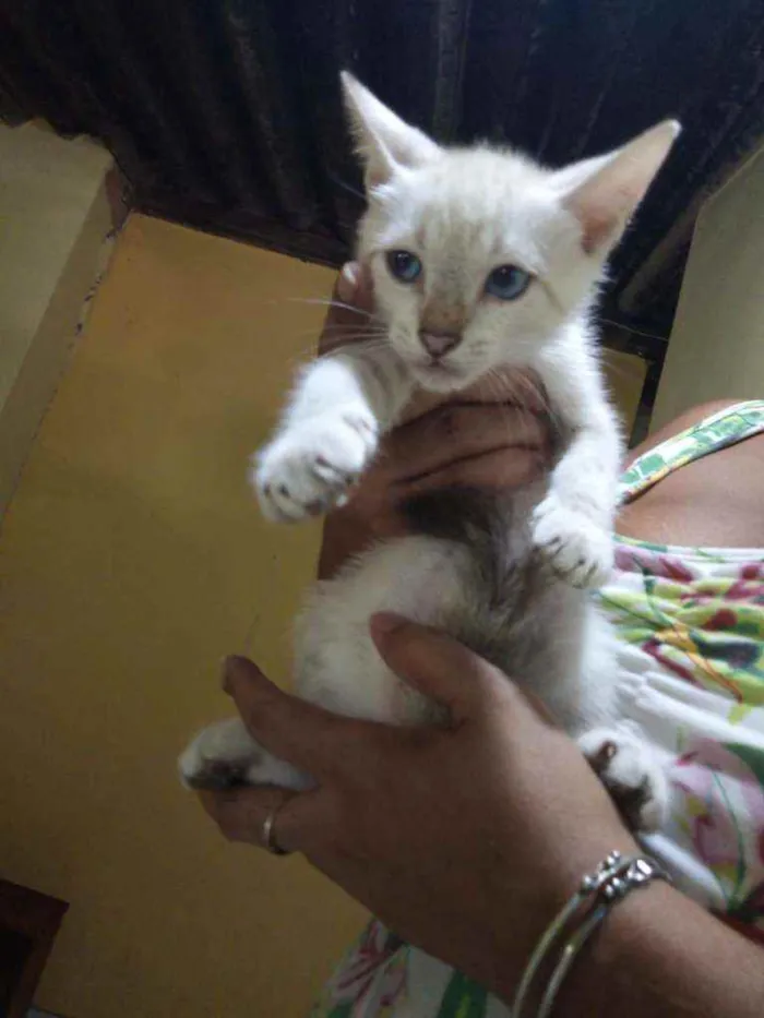 Gato ra a SRD  idade Abaixo de 2 meses nome Neve