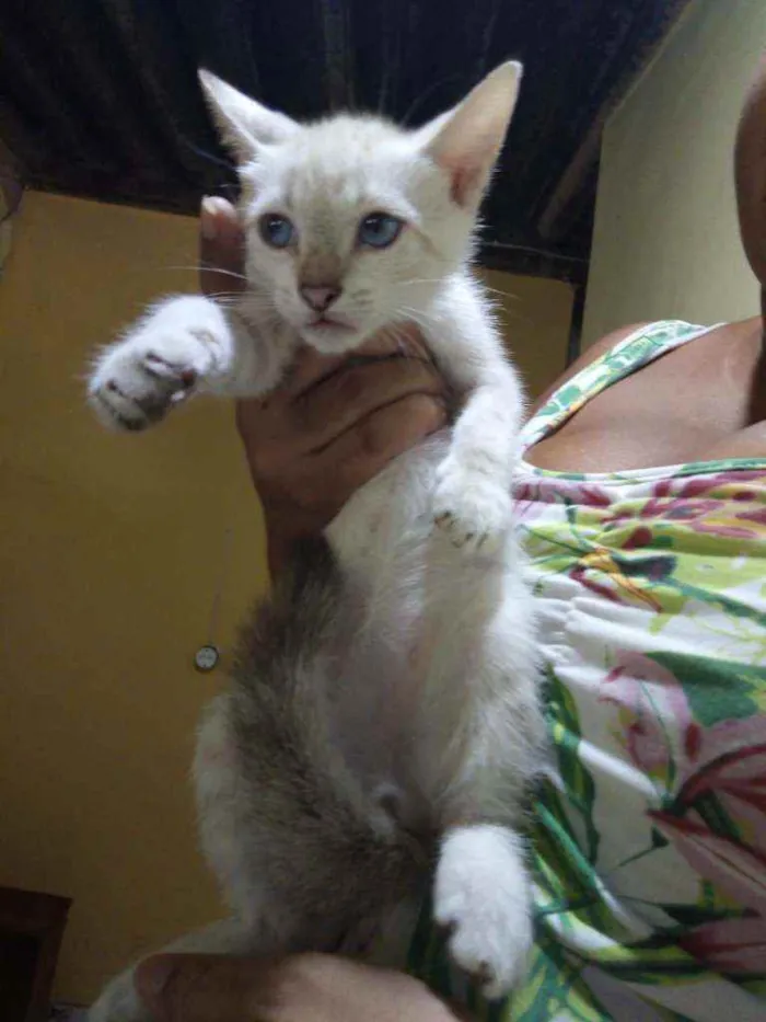 Gato ra a SRD  idade Abaixo de 2 meses nome Neve