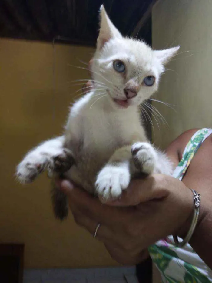Gato ra a SRD  idade Abaixo de 2 meses nome Neve
