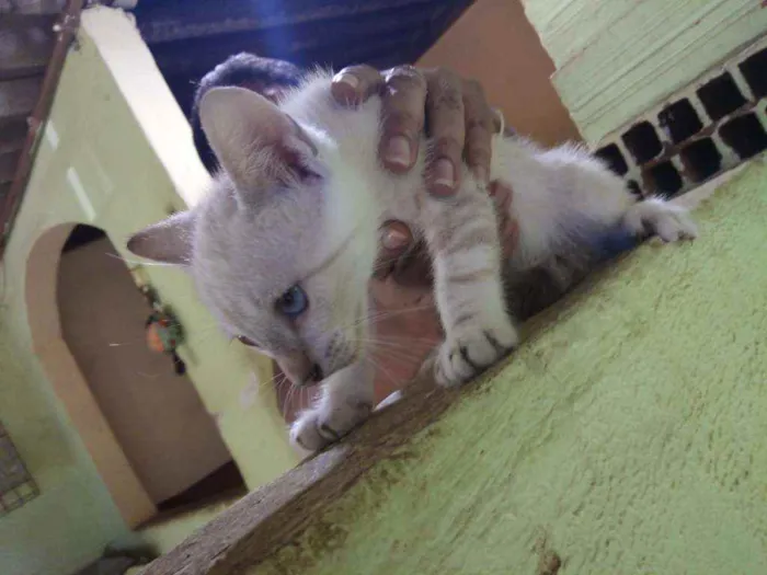 Gato ra a SRD  idade Abaixo de 2 meses nome Neve
