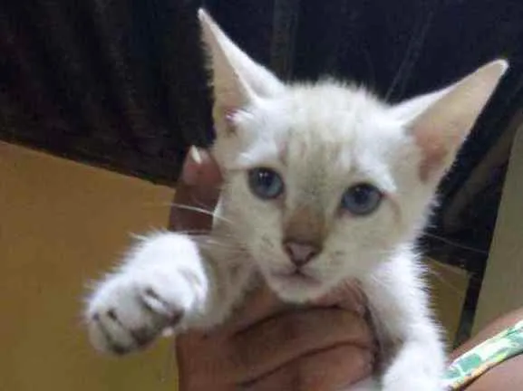 Gato ra a SRD  idade Abaixo de 2 meses nome Neve