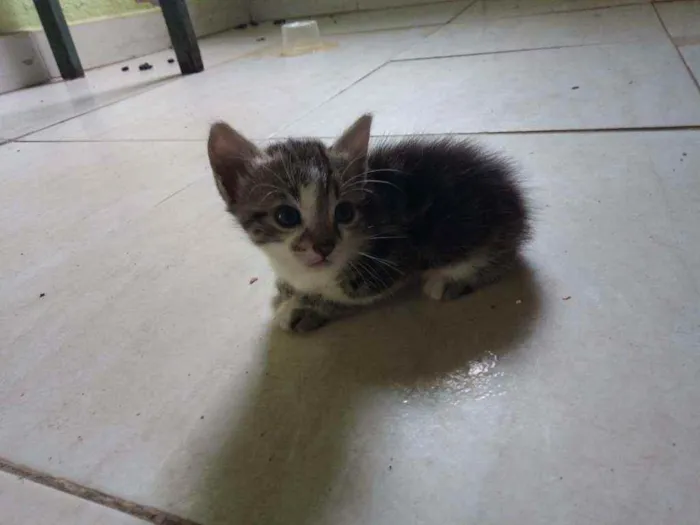 Gato ra a SRD  idade 2 a 6 meses nome Bambino