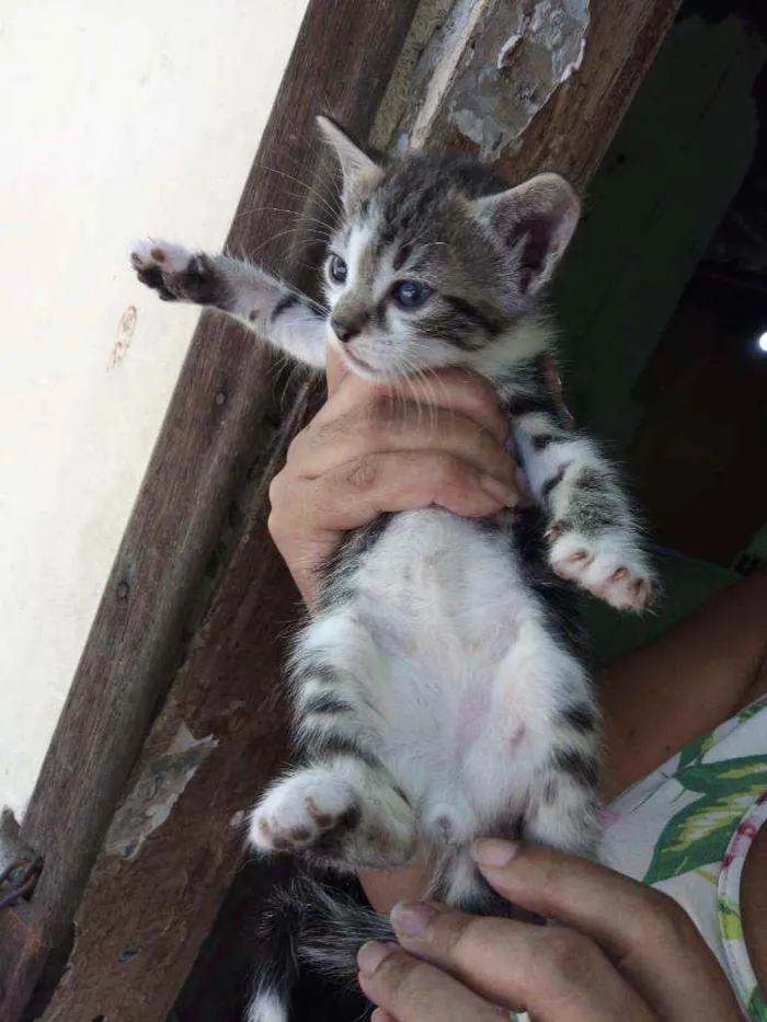 Gato ra a SRD  idade 2 a 6 meses nome Bambino