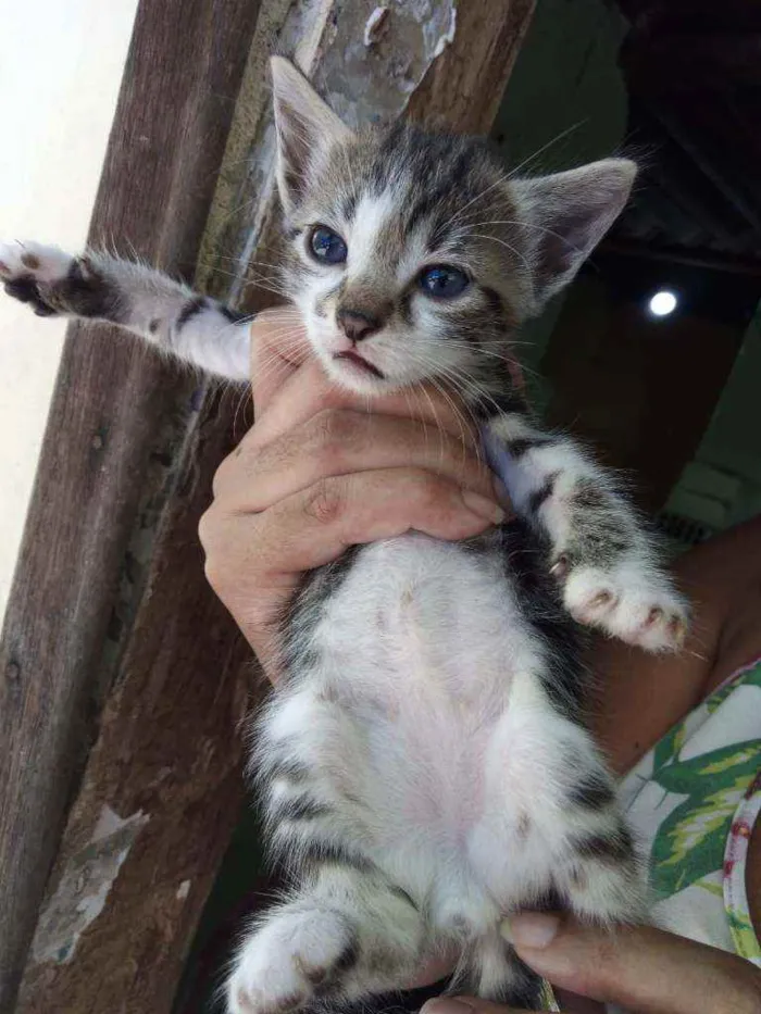 Gato ra a SRD  idade 2 a 6 meses nome Bambino