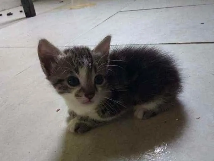 Gato ra a SRD  idade 2 a 6 meses nome Bambino